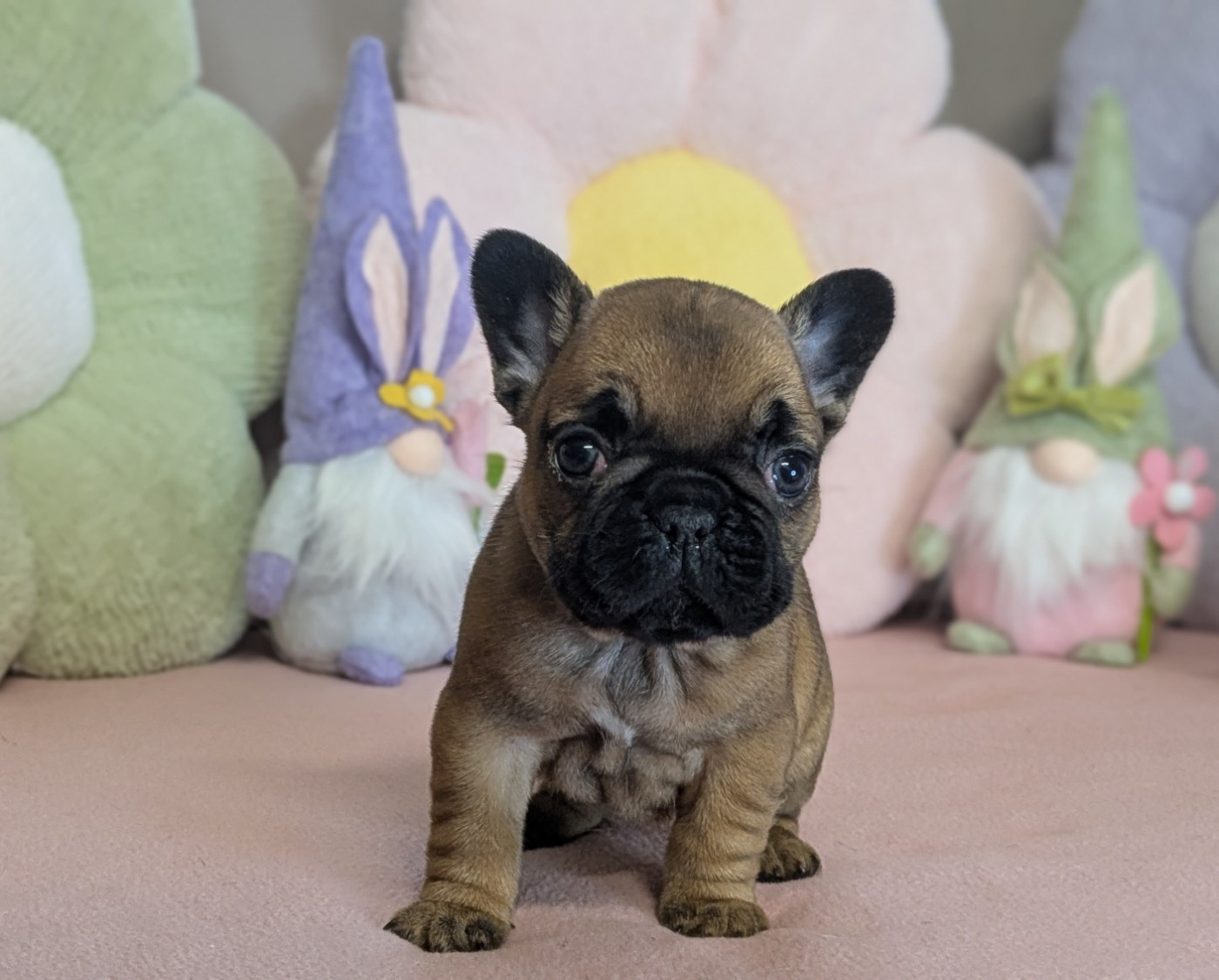 Du Domaine De Lilounaka - Chiots disponibles - Bouledogue français