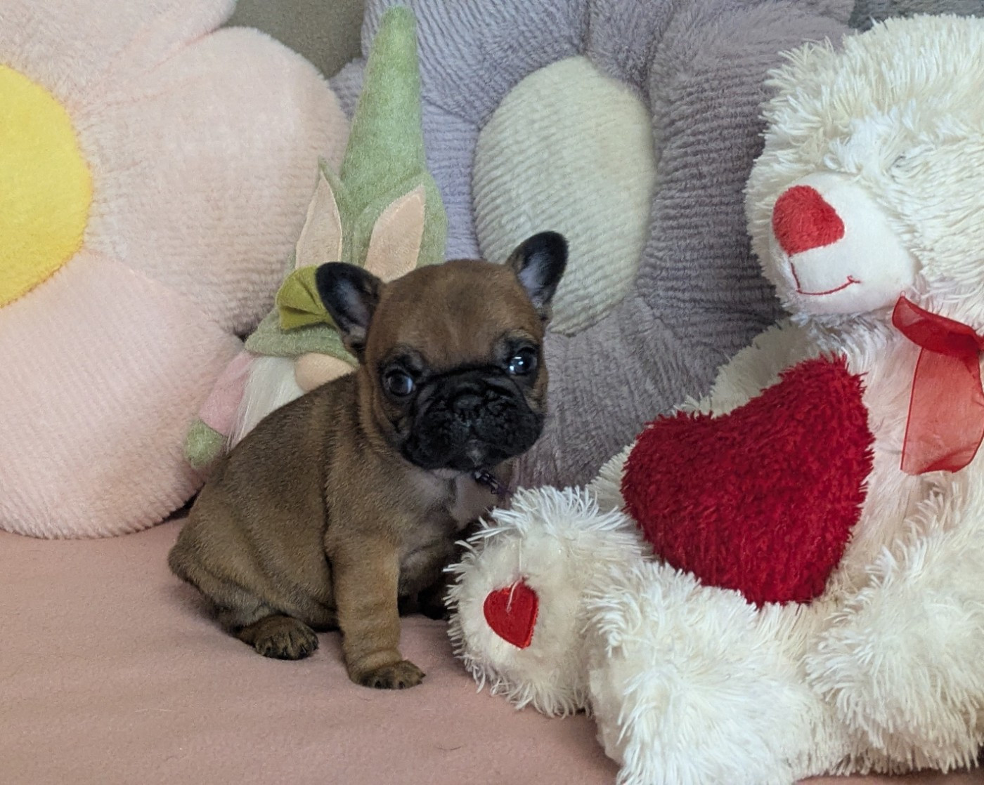 Du Domaine De Lilounaka - Chiots disponibles - Bouledogue français