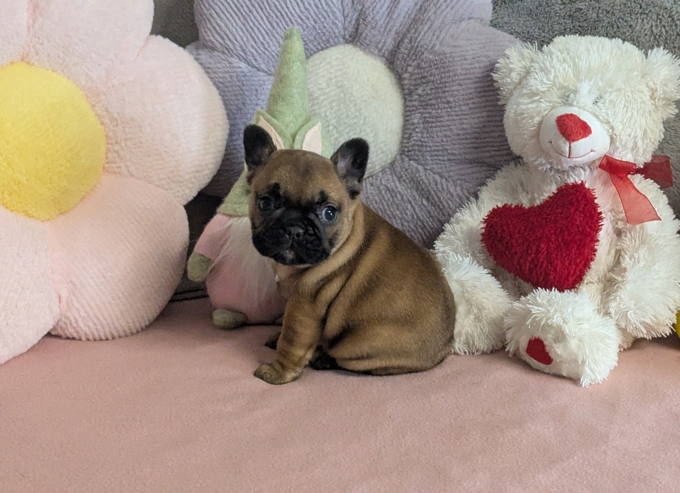 Du Domaine De Lilounaka - Chiots disponibles - Bouledogue français