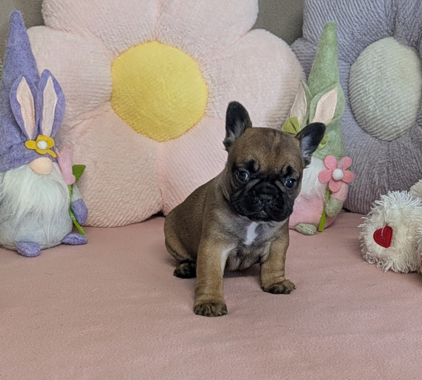 Du Domaine De Lilounaka - Chiots disponibles - Bouledogue français