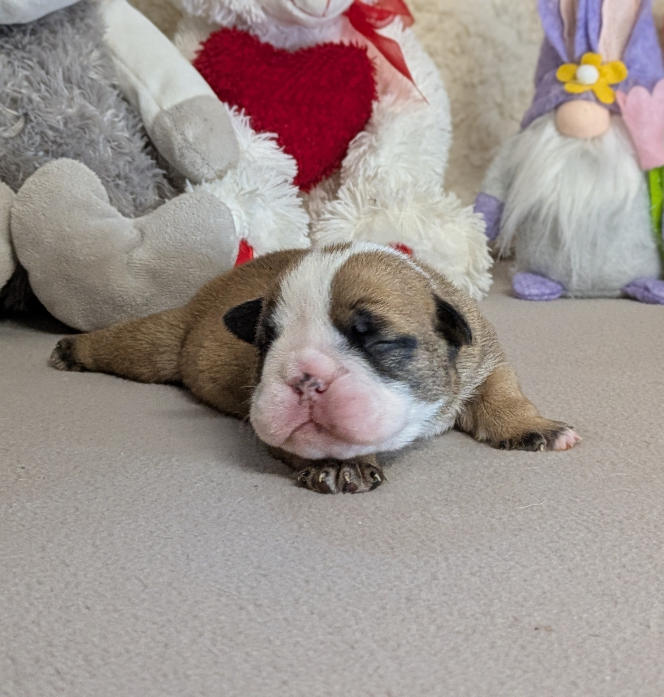 Du Domaine De Lilounaka - Chiots disponibles - Bulldog Anglais