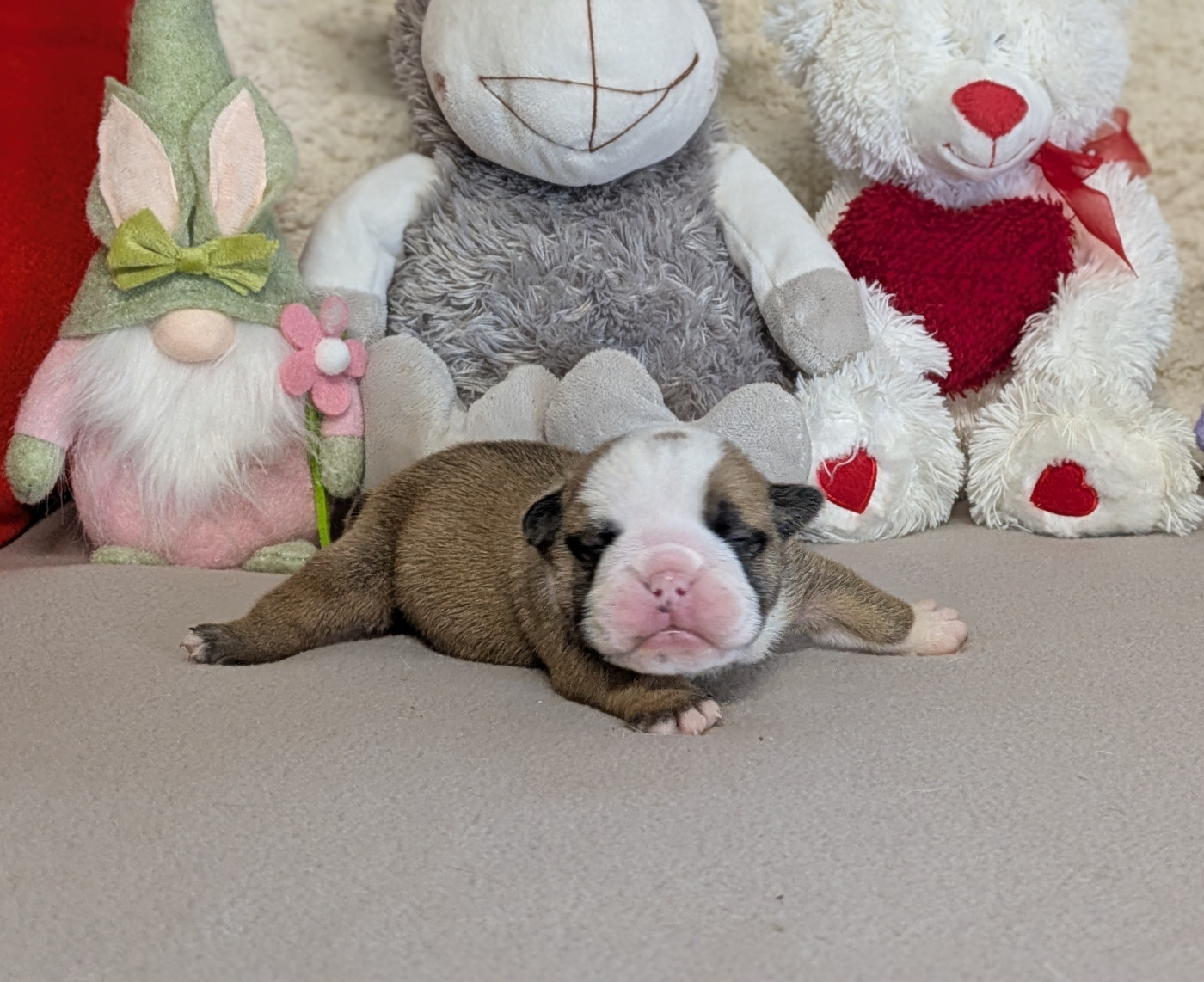 Du Domaine De Lilounaka - Chiots disponibles - Bulldog Anglais