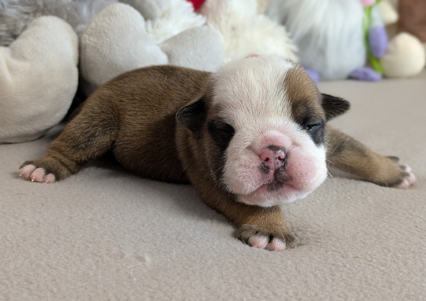 Du Domaine De Lilounaka - Chiots disponibles - Bulldog Anglais