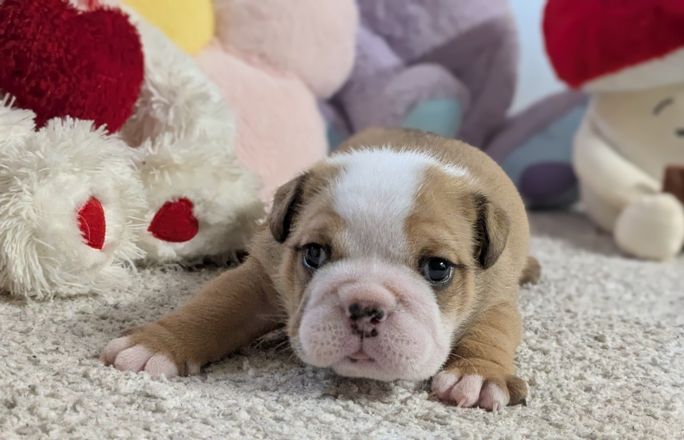 Du Domaine De Lilounaka - Chiots disponibles - Bulldog Anglais