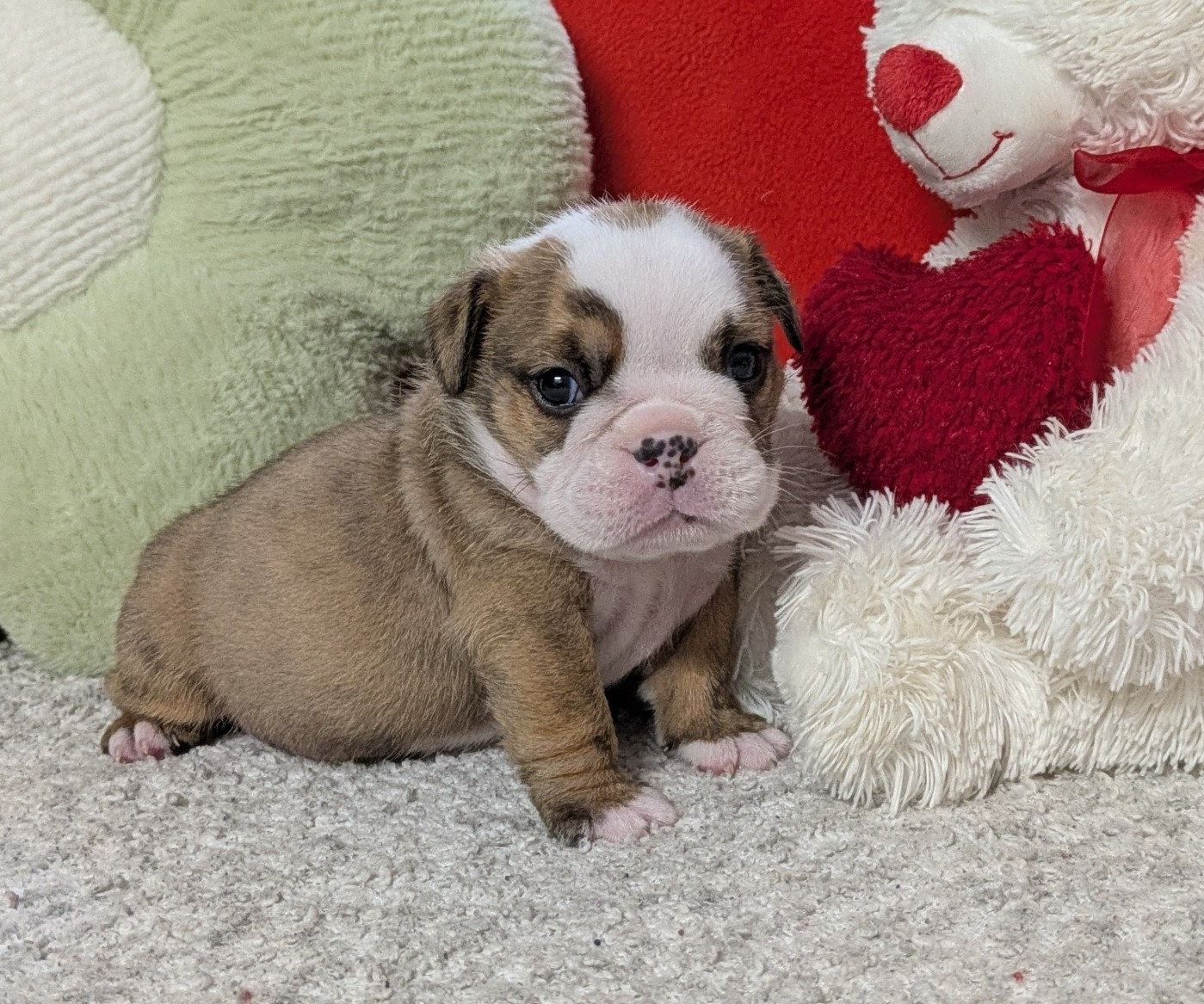 Du Domaine De Lilounaka - Chiots disponibles - Bulldog Anglais