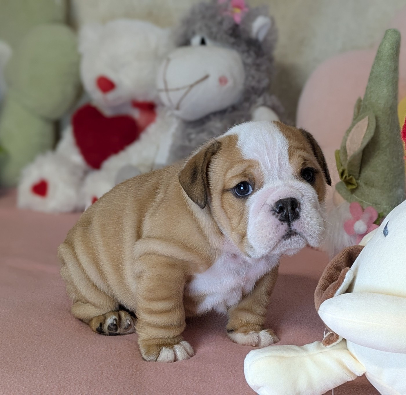 Du Domaine De Lilounaka - Chiots disponibles - Bulldog Anglais