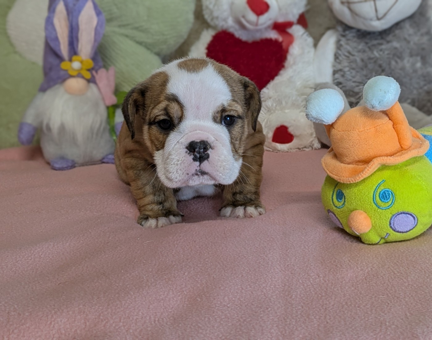 Du Domaine De Lilounaka - Chiots disponibles - Bulldog Anglais