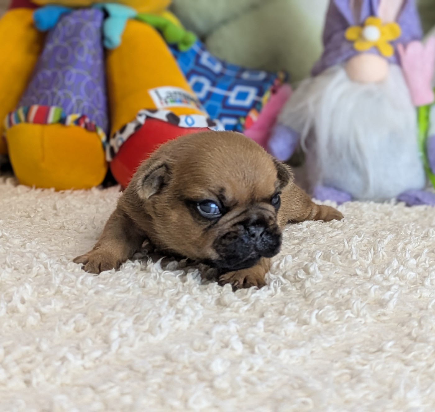 Du Domaine De Lilounaka - Chiots disponibles - Bouledogue français