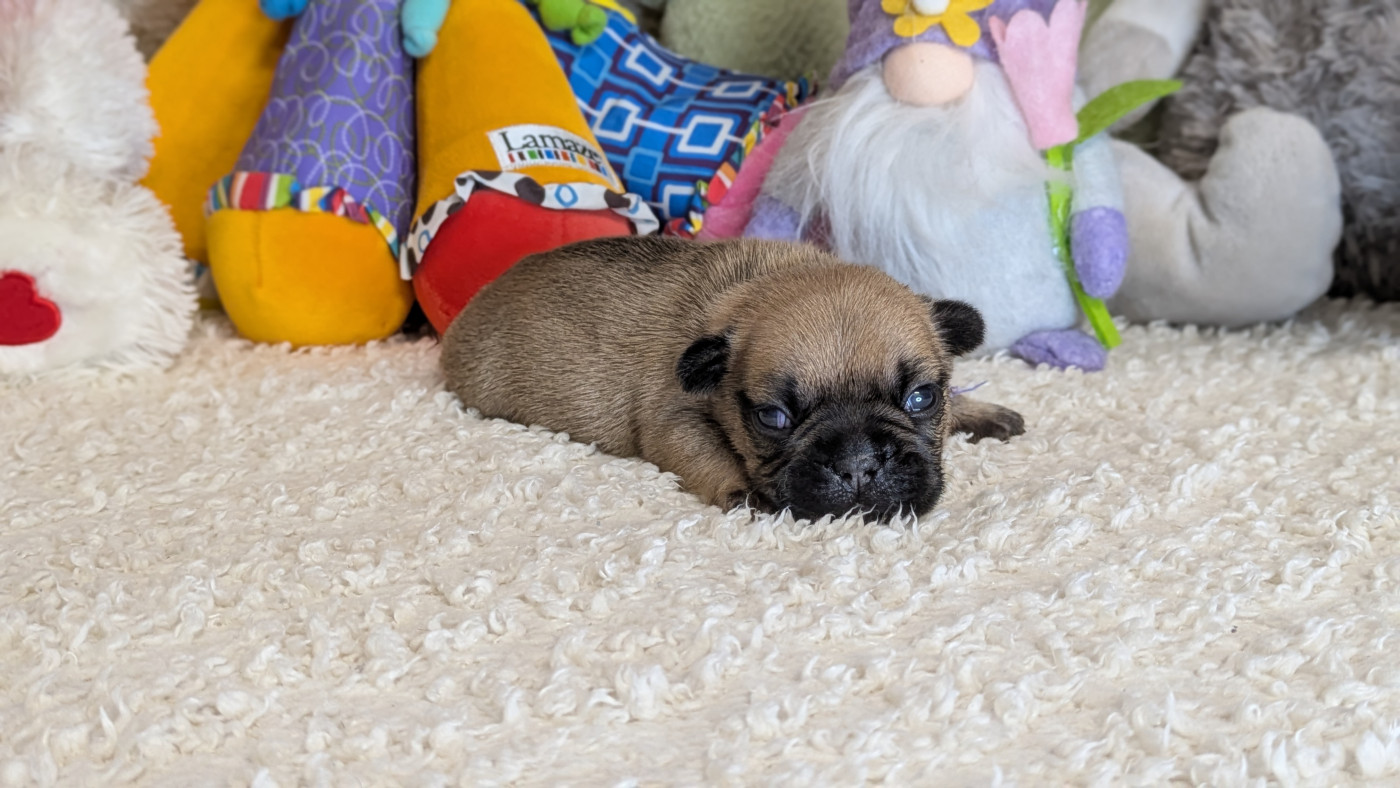 Du Domaine De Lilounaka - Chiots disponibles - Bouledogue français