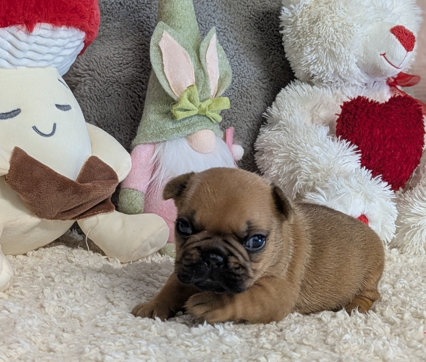 Du Domaine De Lilounaka - Chiots disponibles - Bouledogue français