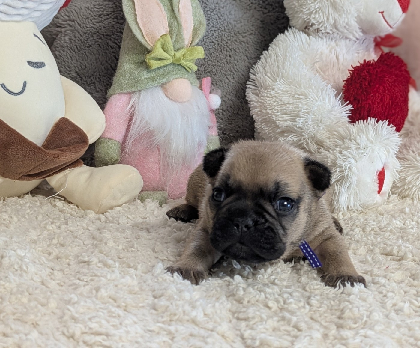 Du Domaine De Lilounaka - Chiots disponibles - Bouledogue français