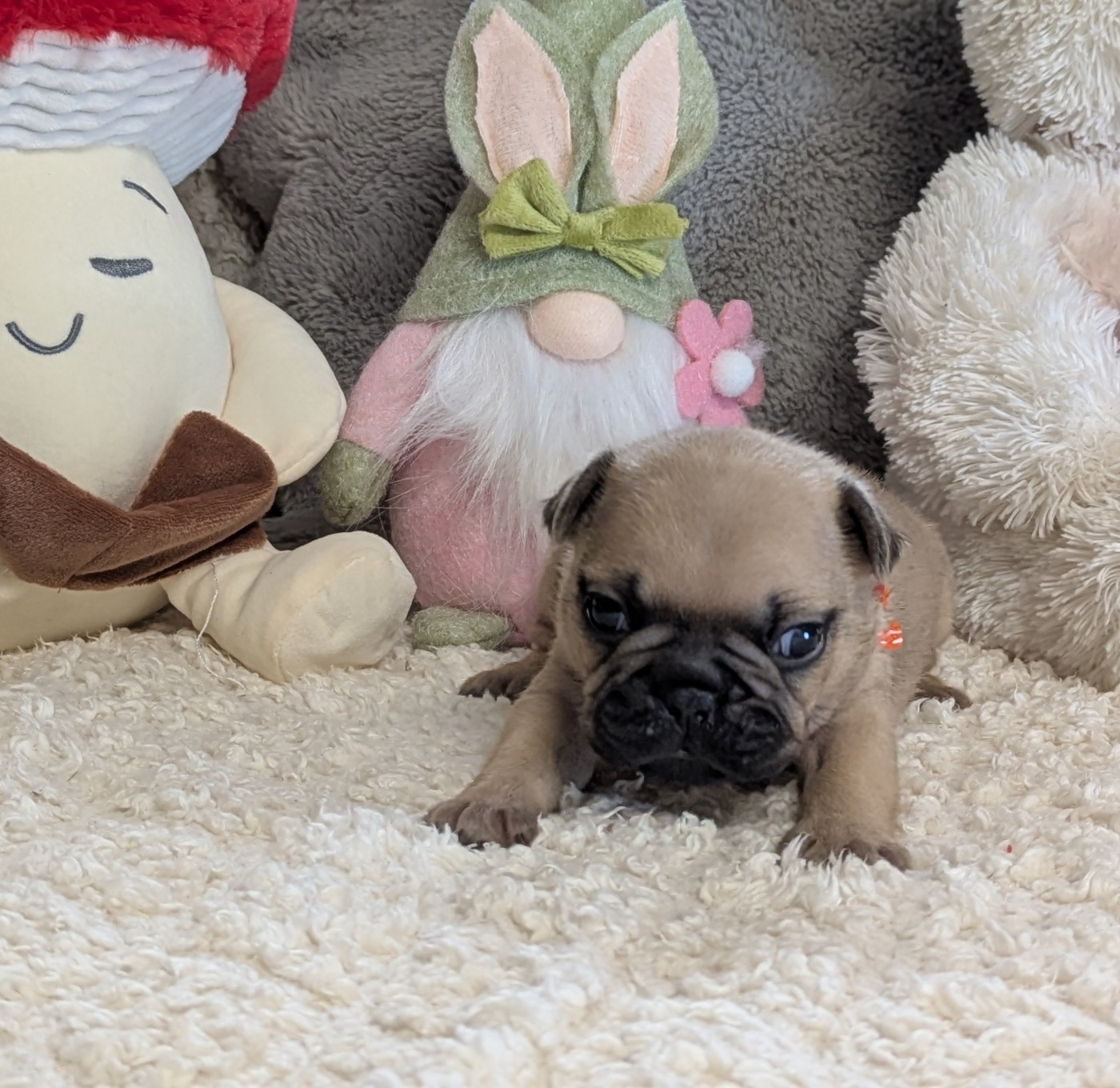 Du Domaine De Lilounaka - Chiots disponibles - Bouledogue français
