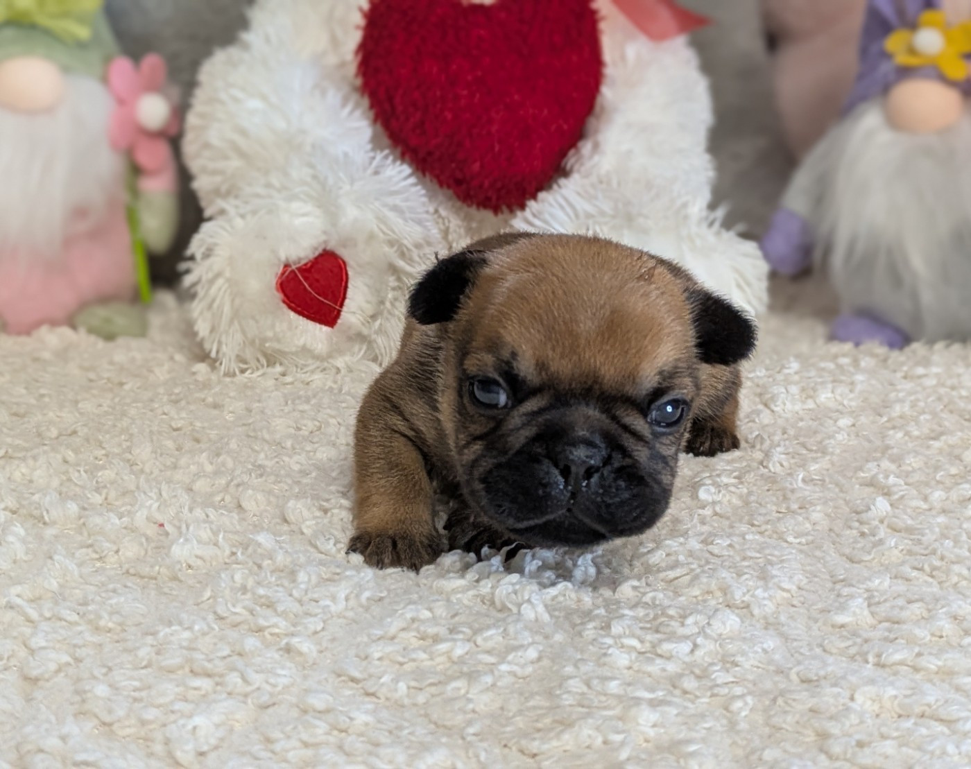 Du Domaine De Lilounaka - Chiots disponibles - Bouledogue français