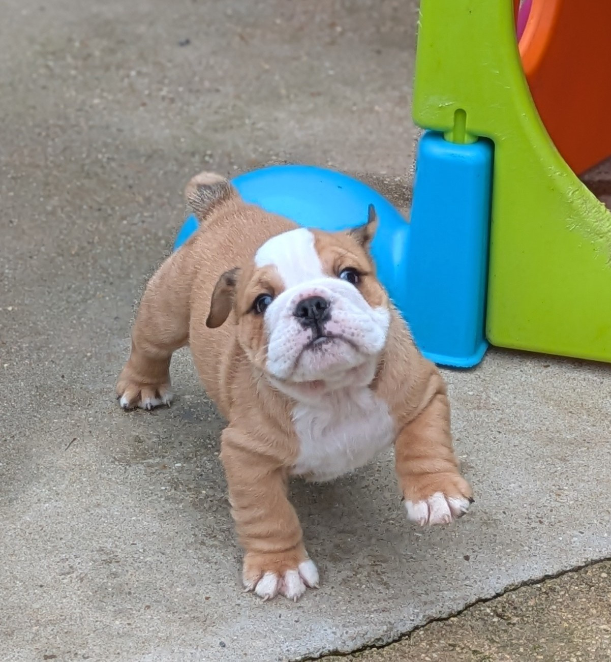 Du Domaine De Lilounaka - Chiots disponibles - Bulldog Anglais