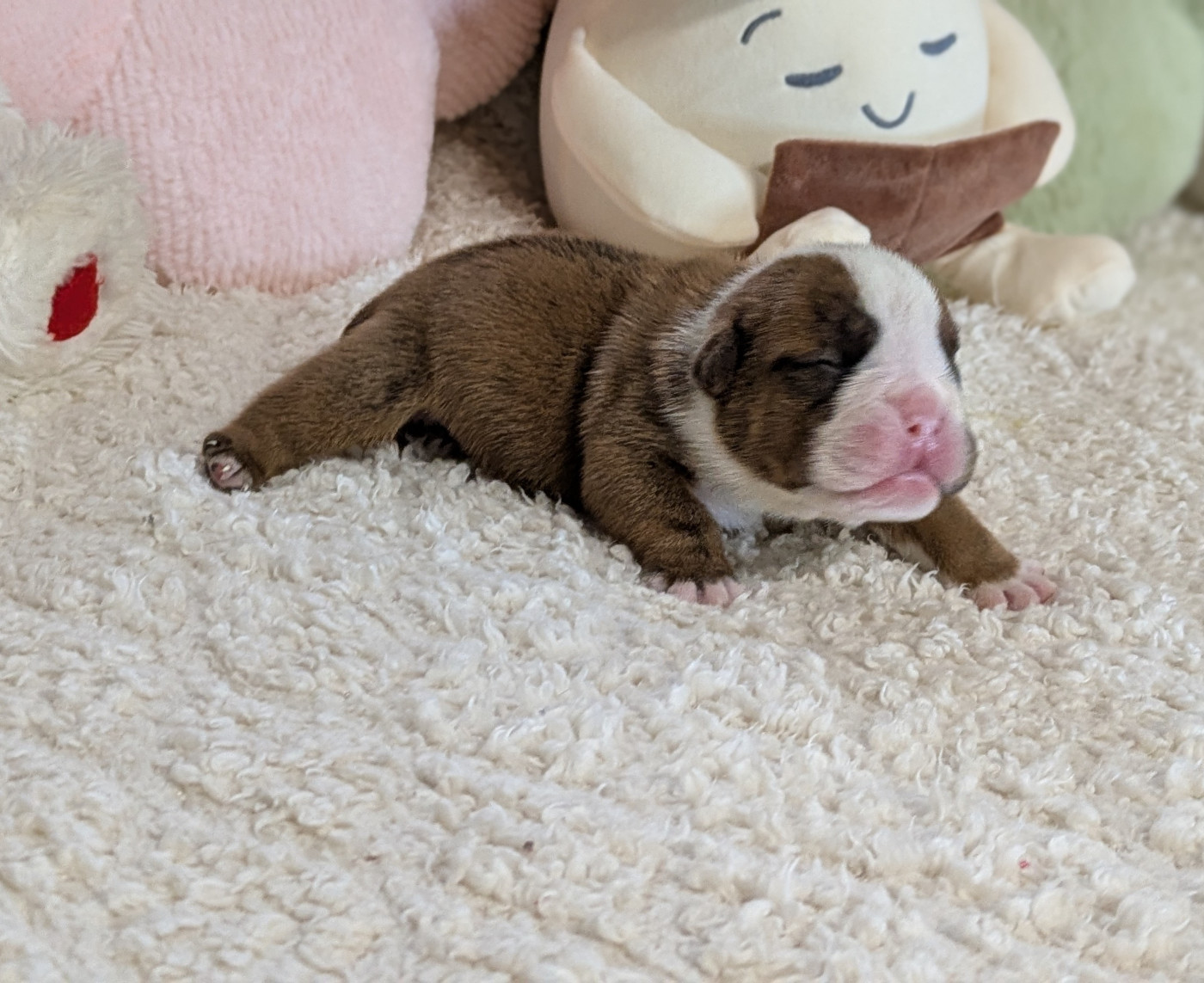 Du Domaine De Lilounaka - Chiots disponibles - Bulldog Anglais