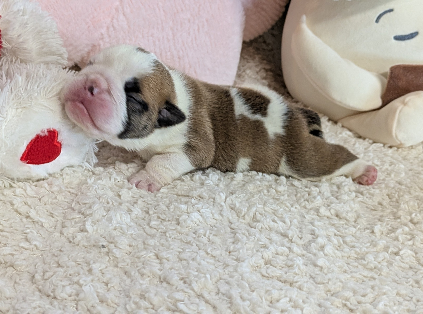 Du Domaine De Lilounaka - Chiots disponibles - Bulldog Anglais