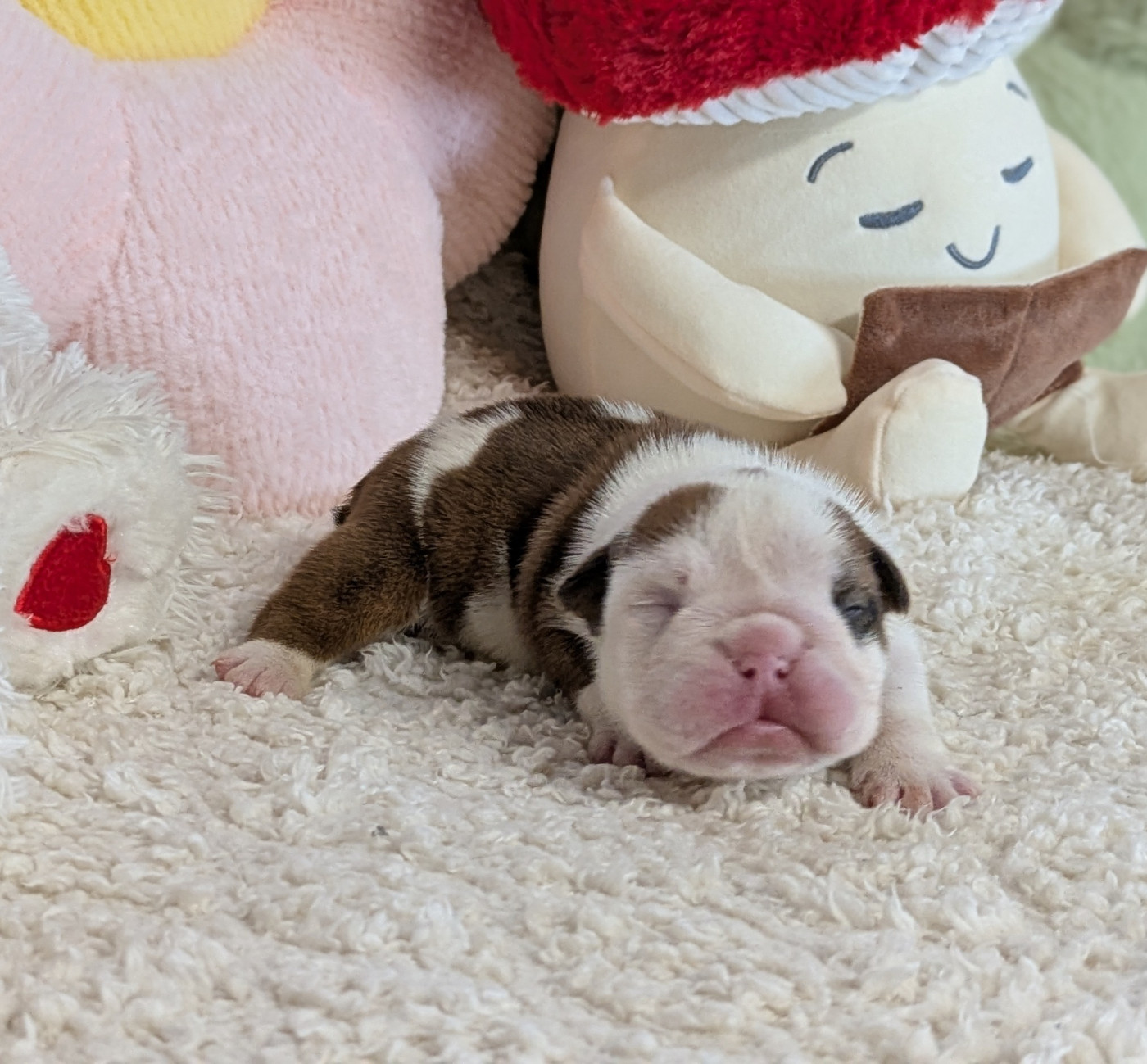 Du Domaine De Lilounaka - Chiots disponibles - Bulldog Anglais
