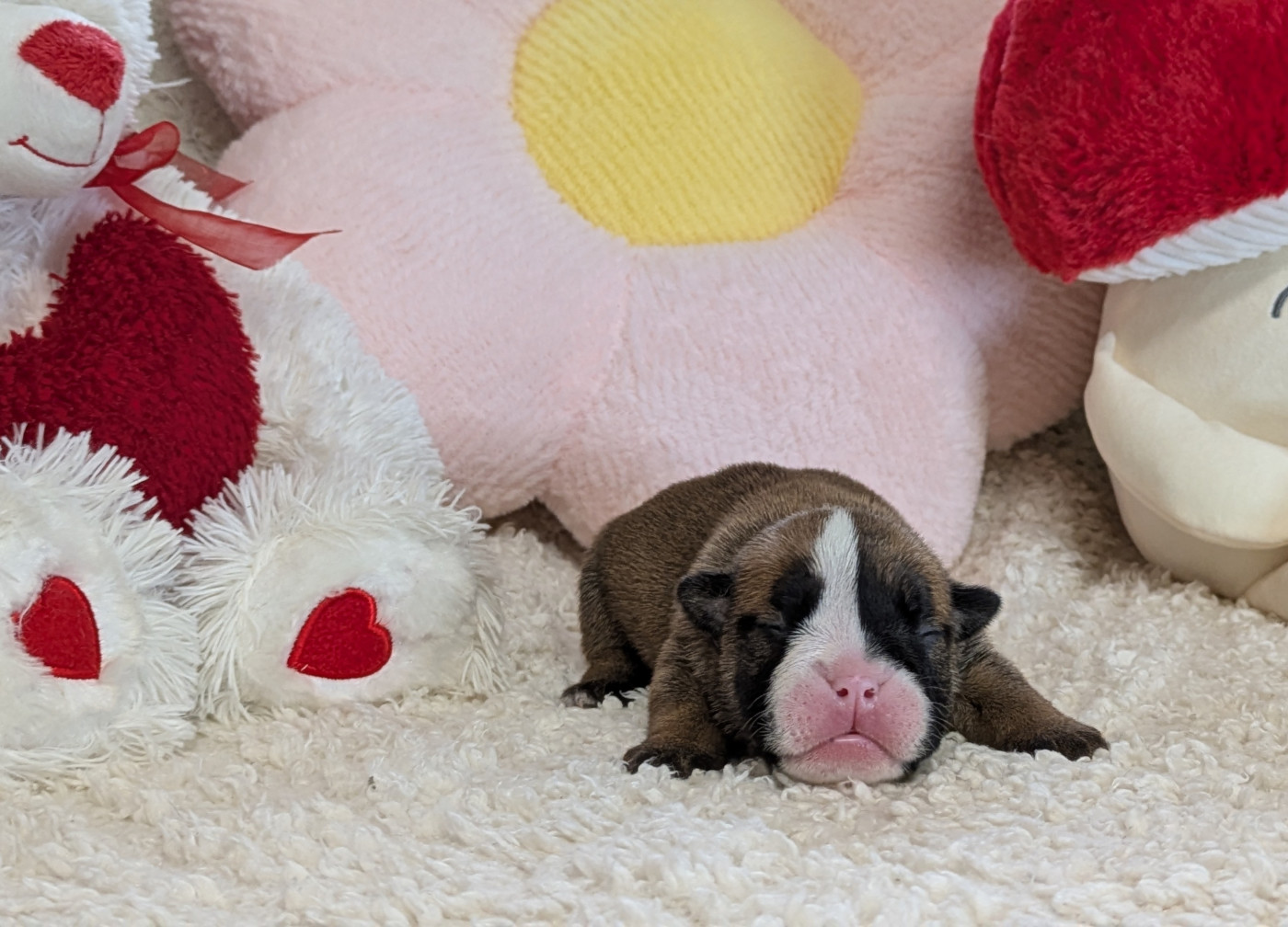 Du Domaine De Lilounaka - Chiots disponibles - Bulldog Anglais