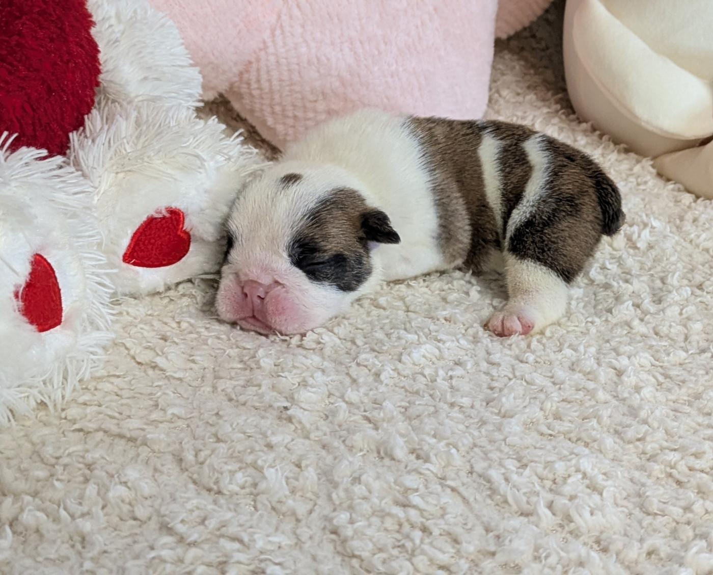 Du Domaine De Lilounaka - Chiots disponibles - Bulldog Anglais