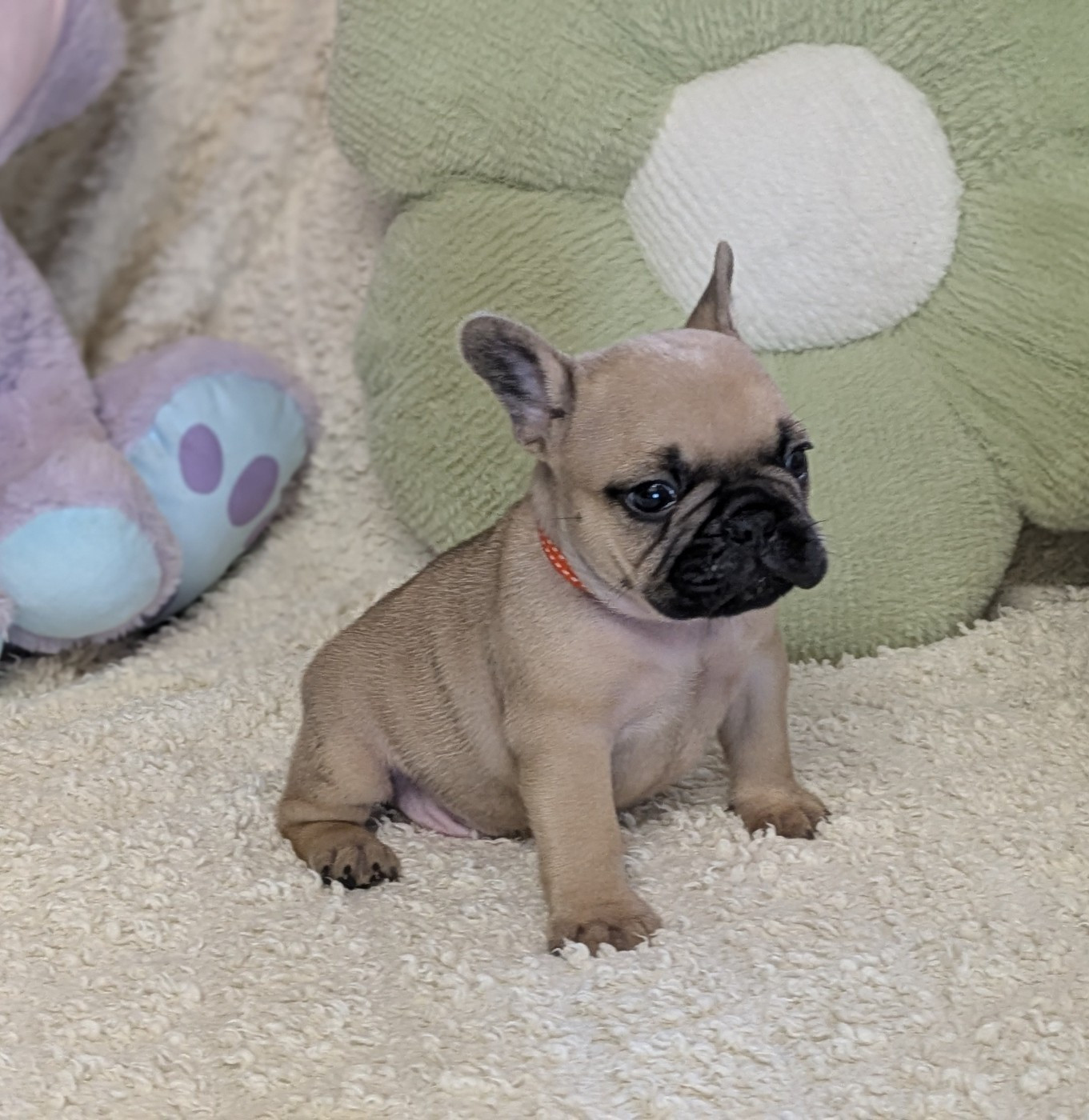 Du Domaine De Lilounaka - Chiots disponibles - Bouledogue français