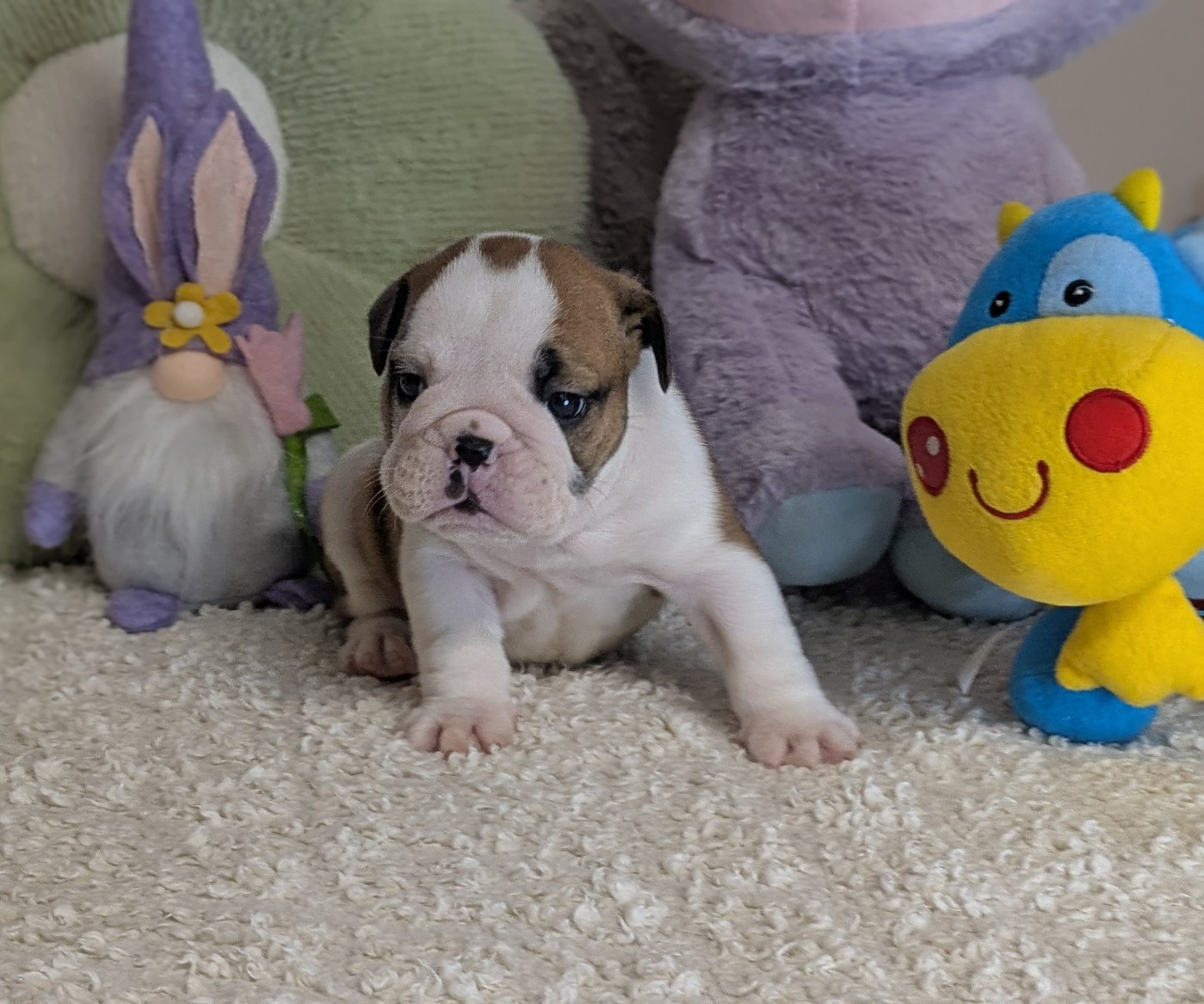 Du Domaine De Lilounaka - Chiots disponibles - Bulldog Anglais