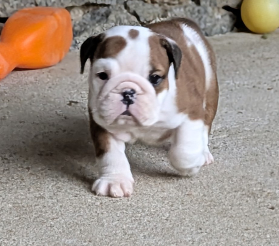 Du Domaine De Lilounaka - Chiots disponibles - Bulldog Anglais