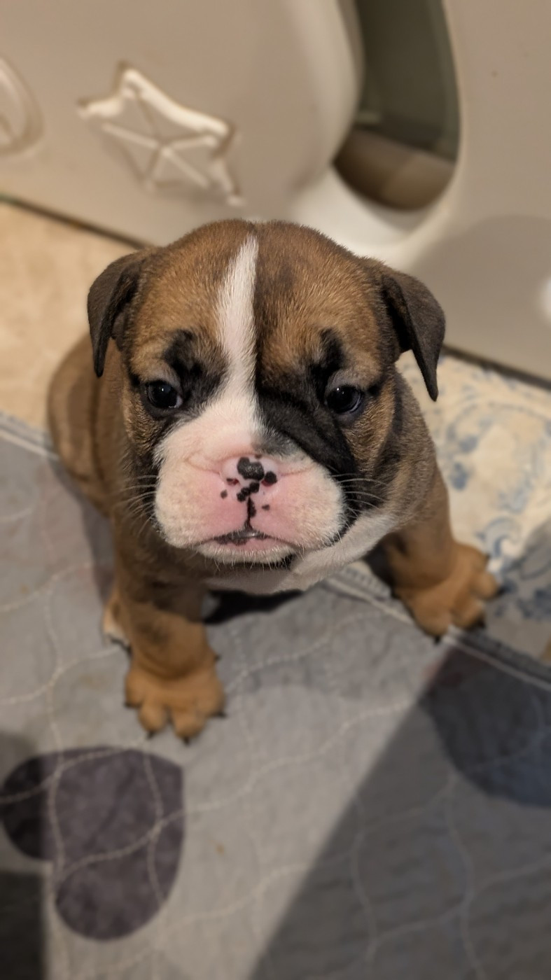 Du Domaine De Lilounaka - Chiots disponibles - Bulldog Anglais