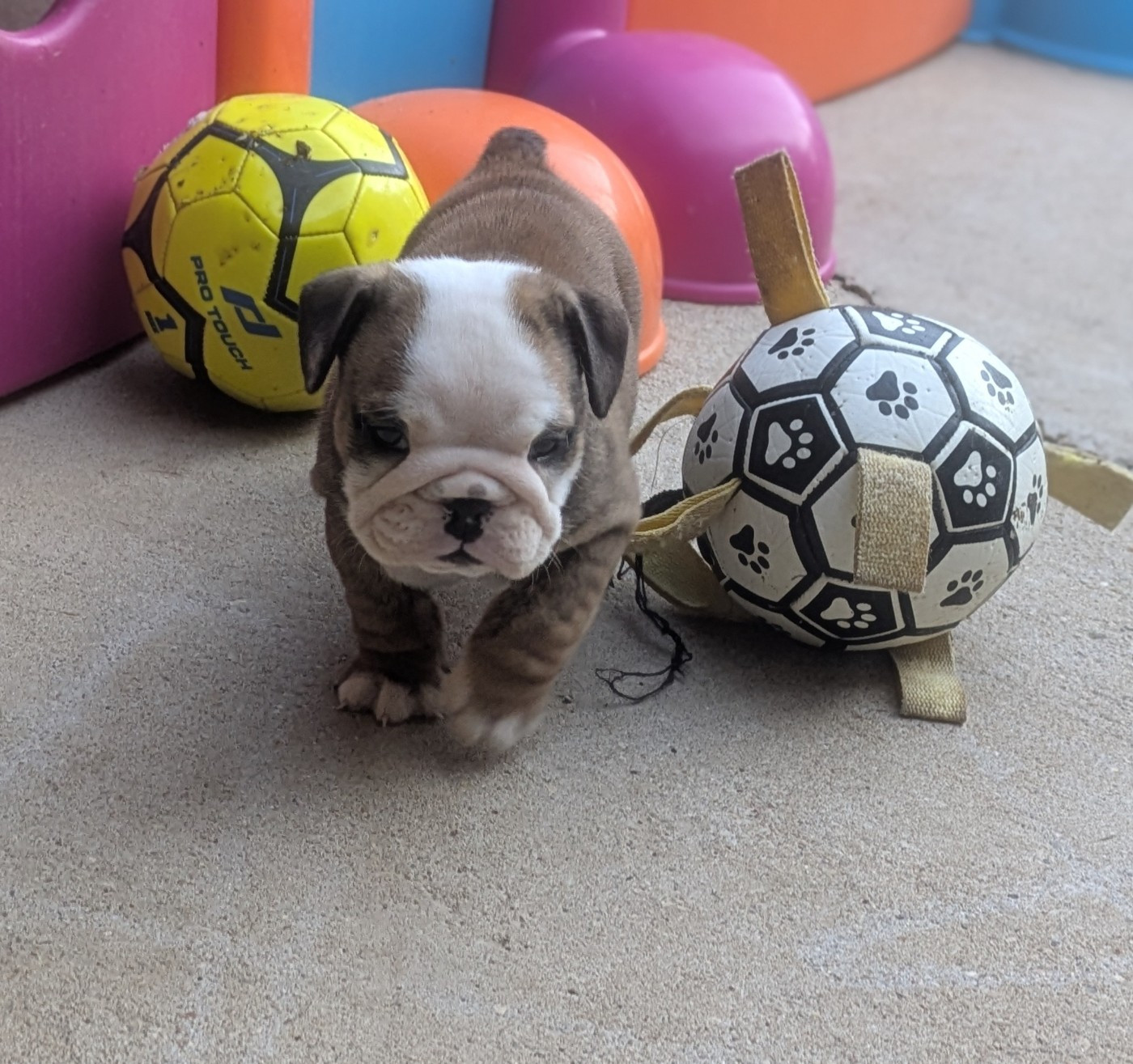 Du Domaine De Lilounaka - Chiots disponibles - Bulldog Anglais