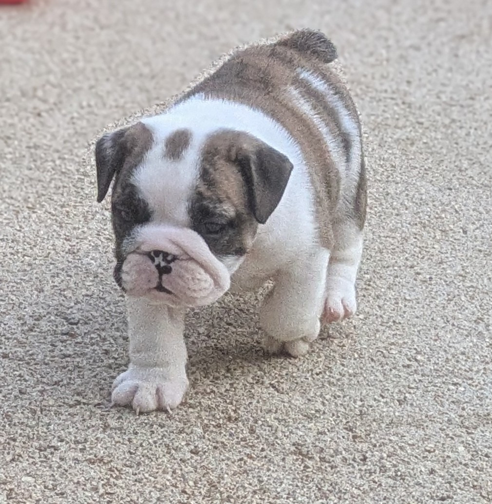 Du Domaine De Lilounaka - Chiots disponibles - Bulldog Anglais