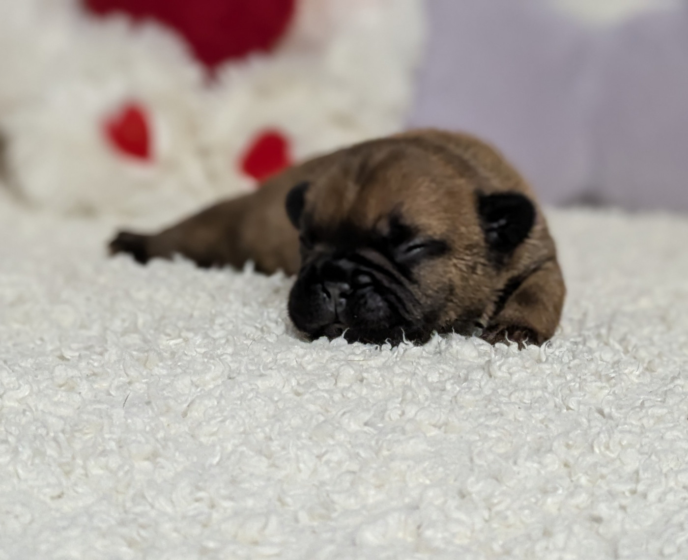 Du Domaine De Lilounaka - Chiots disponibles - Bouledogue français