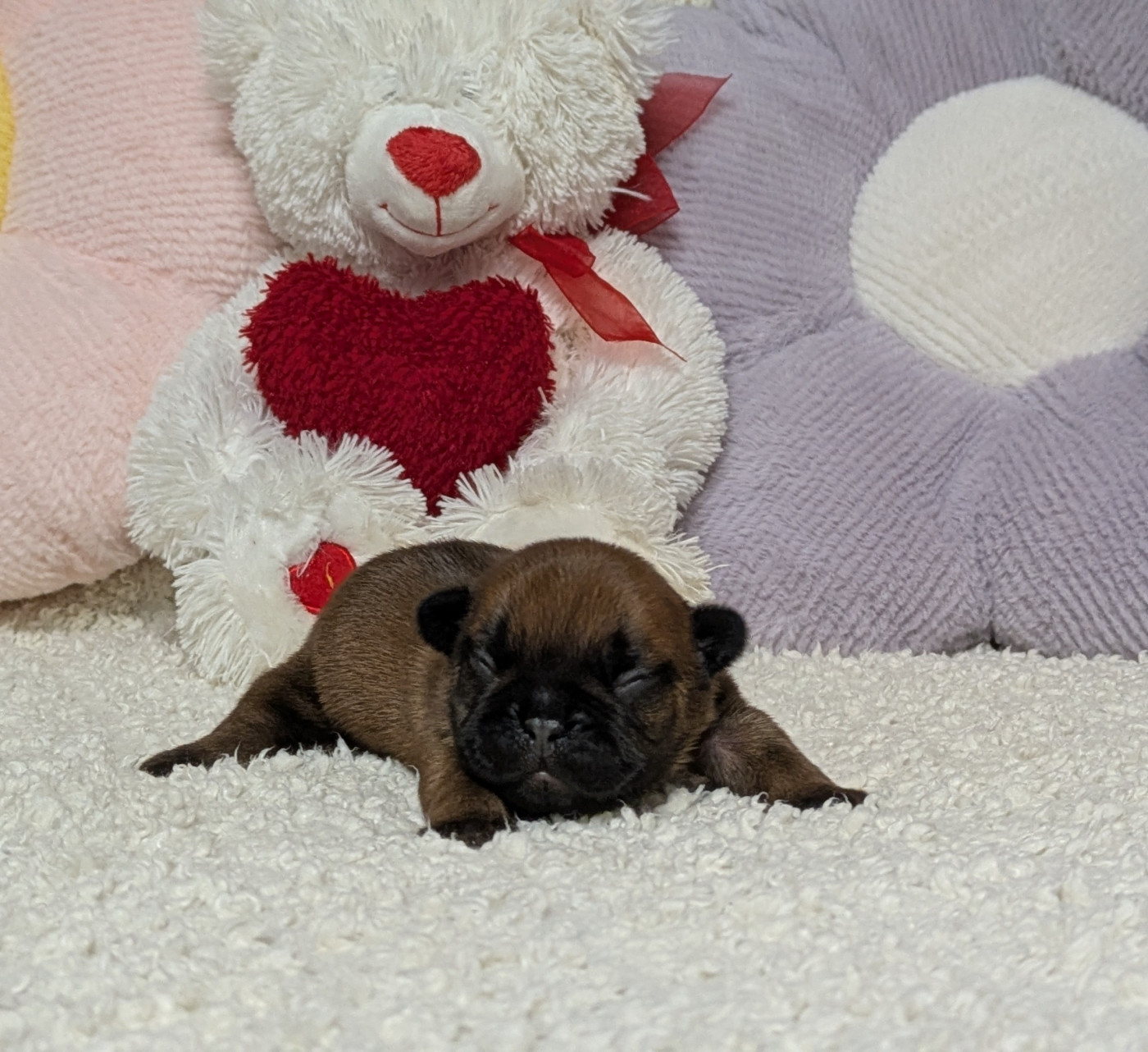 Du Domaine De Lilounaka - Chiots disponibles - Bouledogue français