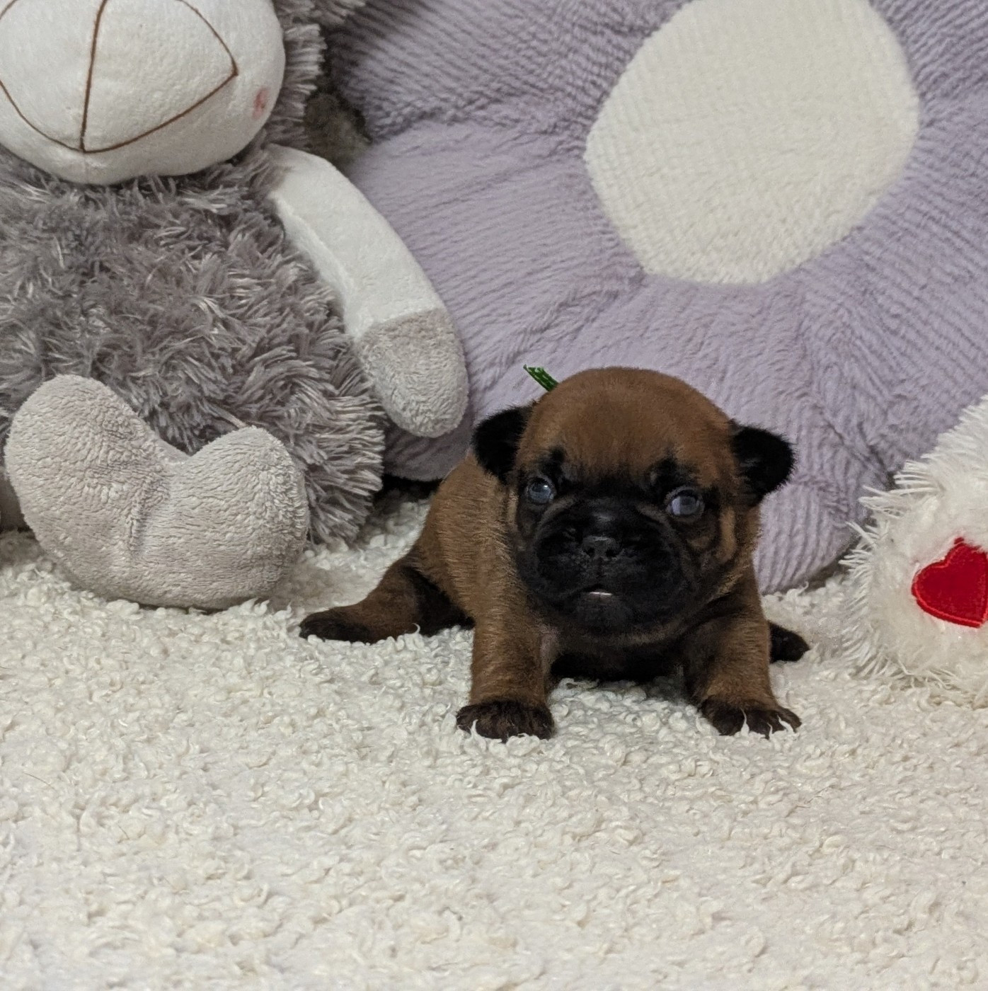 Du Domaine De Lilounaka - Chiots disponibles - Bouledogue français