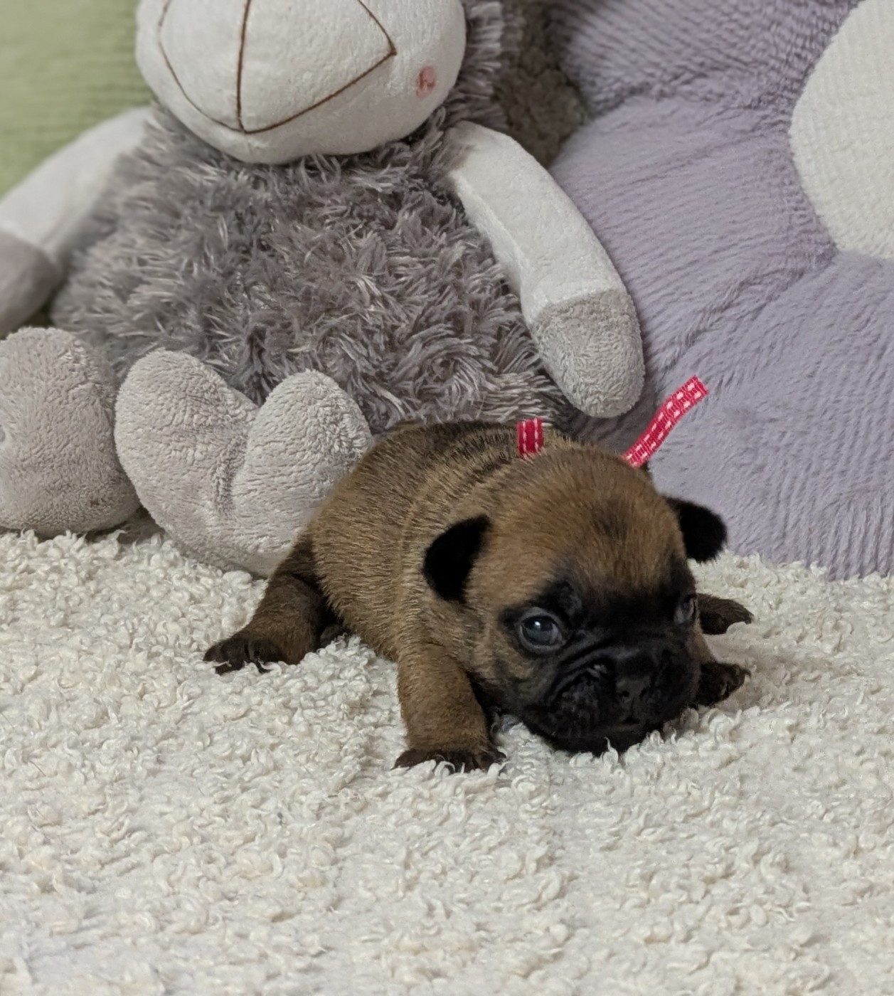 Du Domaine De Lilounaka - Chiots disponibles - Bouledogue français
