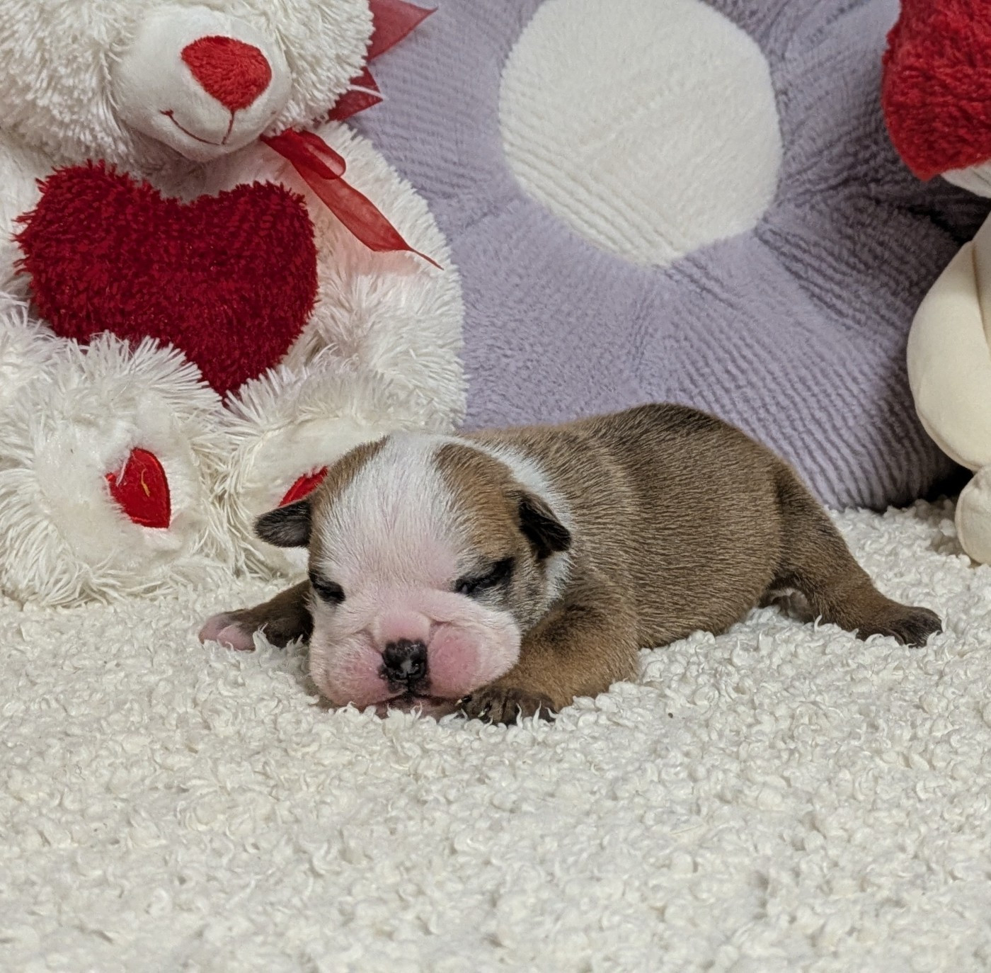 Du Domaine De Lilounaka - Chiots disponibles - Bulldog Anglais