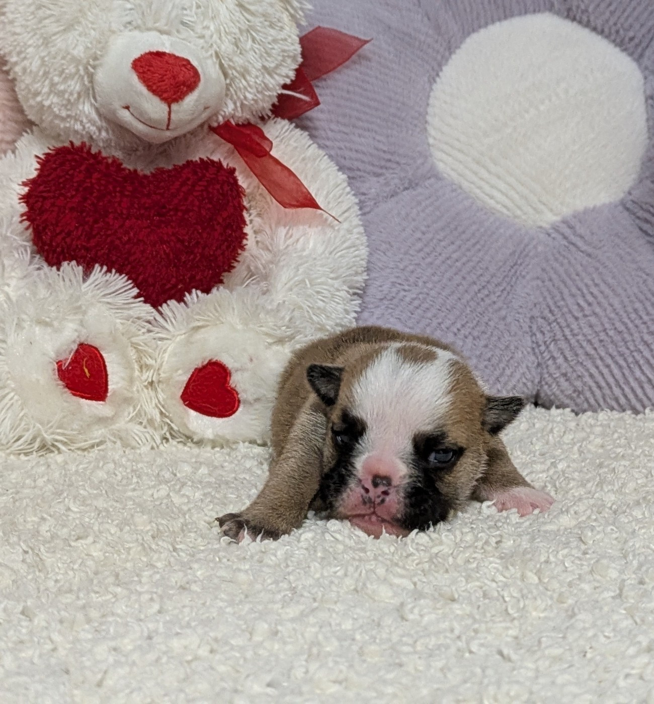 Du Domaine De Lilounaka - Chiots disponibles - Bulldog Anglais