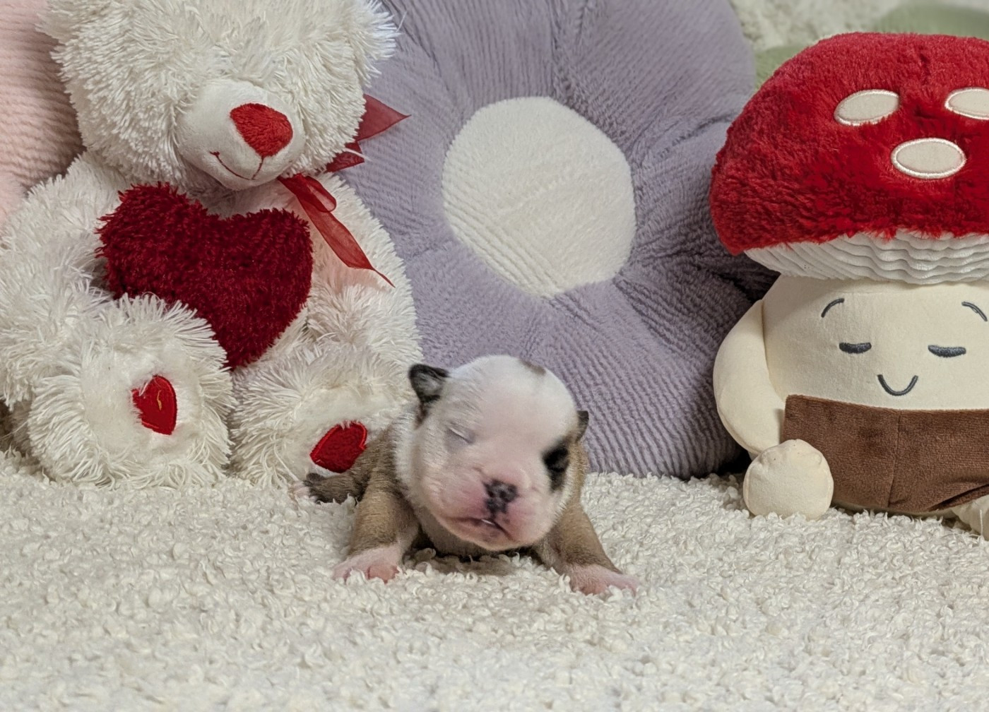 Du Domaine De Lilounaka - Chiots disponibles - Bulldog Anglais