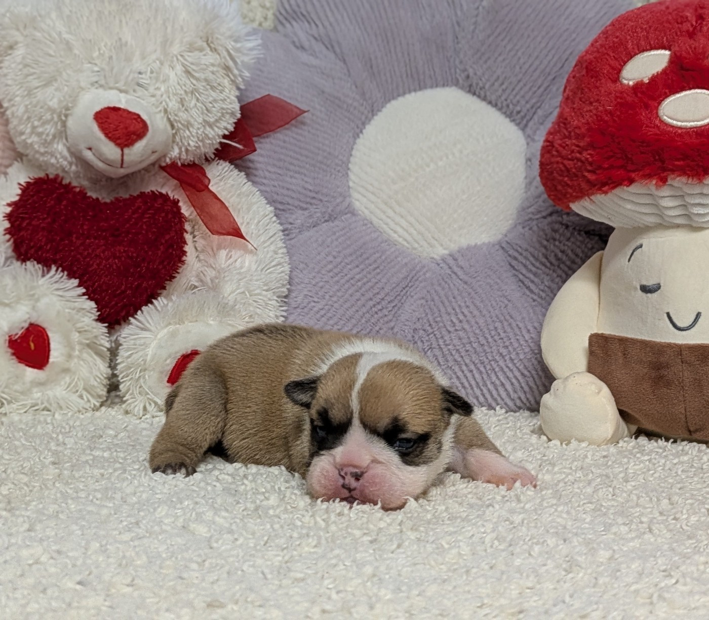 Du Domaine De Lilounaka - Chiots disponibles - Bulldog Anglais