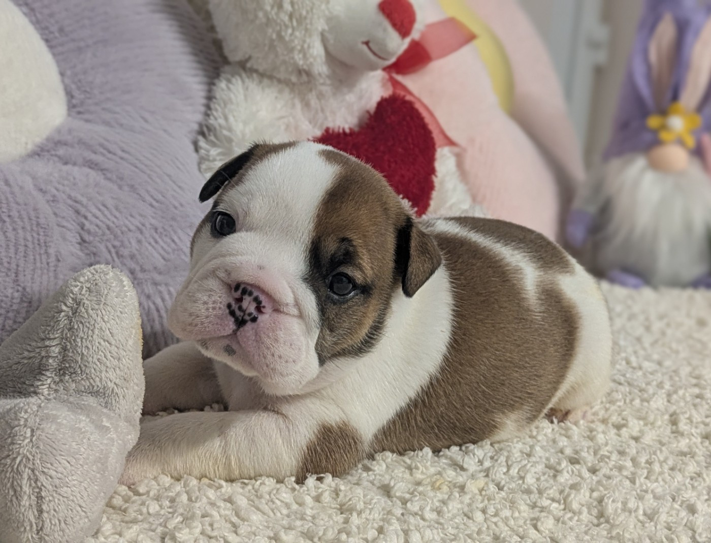 Du Domaine De Lilounaka - Chiots disponibles - Bulldog Anglais