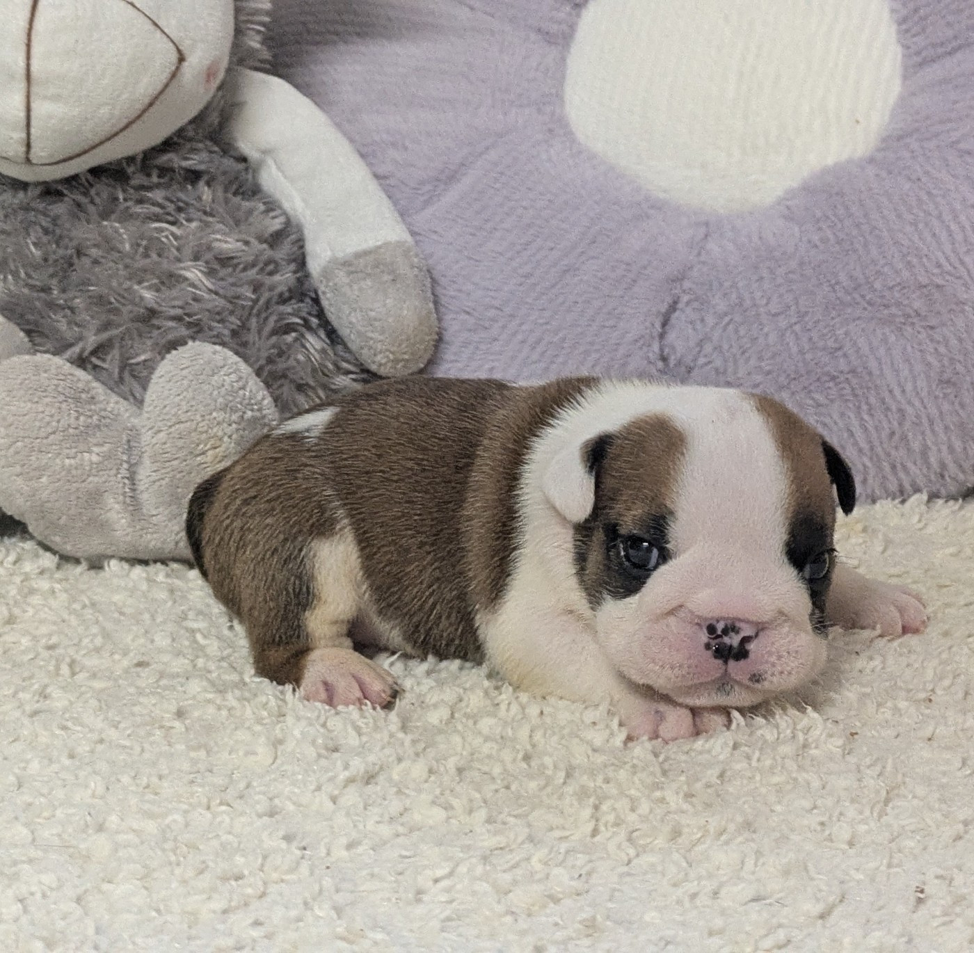 Du Domaine De Lilounaka - Chiots disponibles - Bulldog Anglais