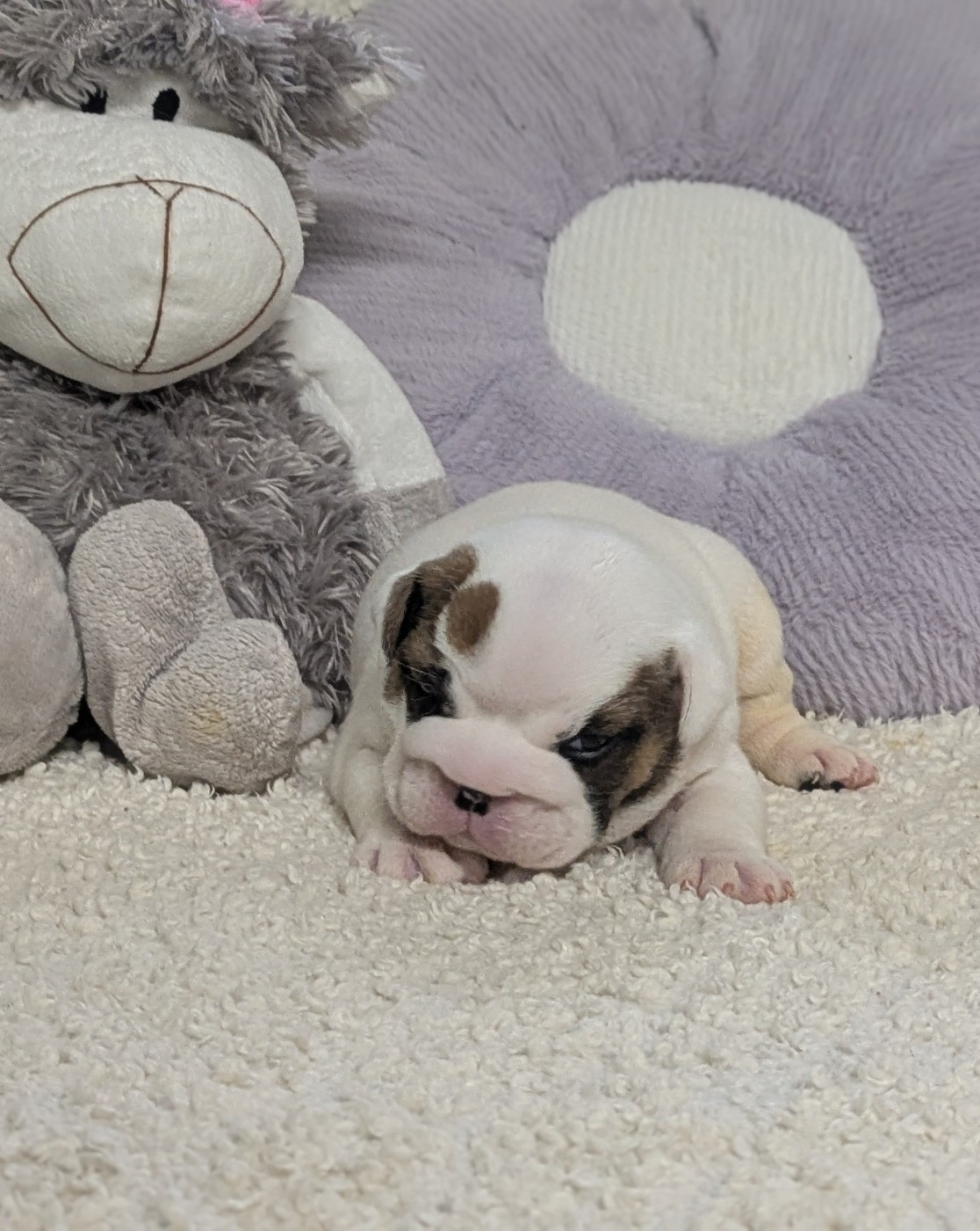 Du Domaine De Lilounaka - Chiots disponibles - Bulldog Anglais