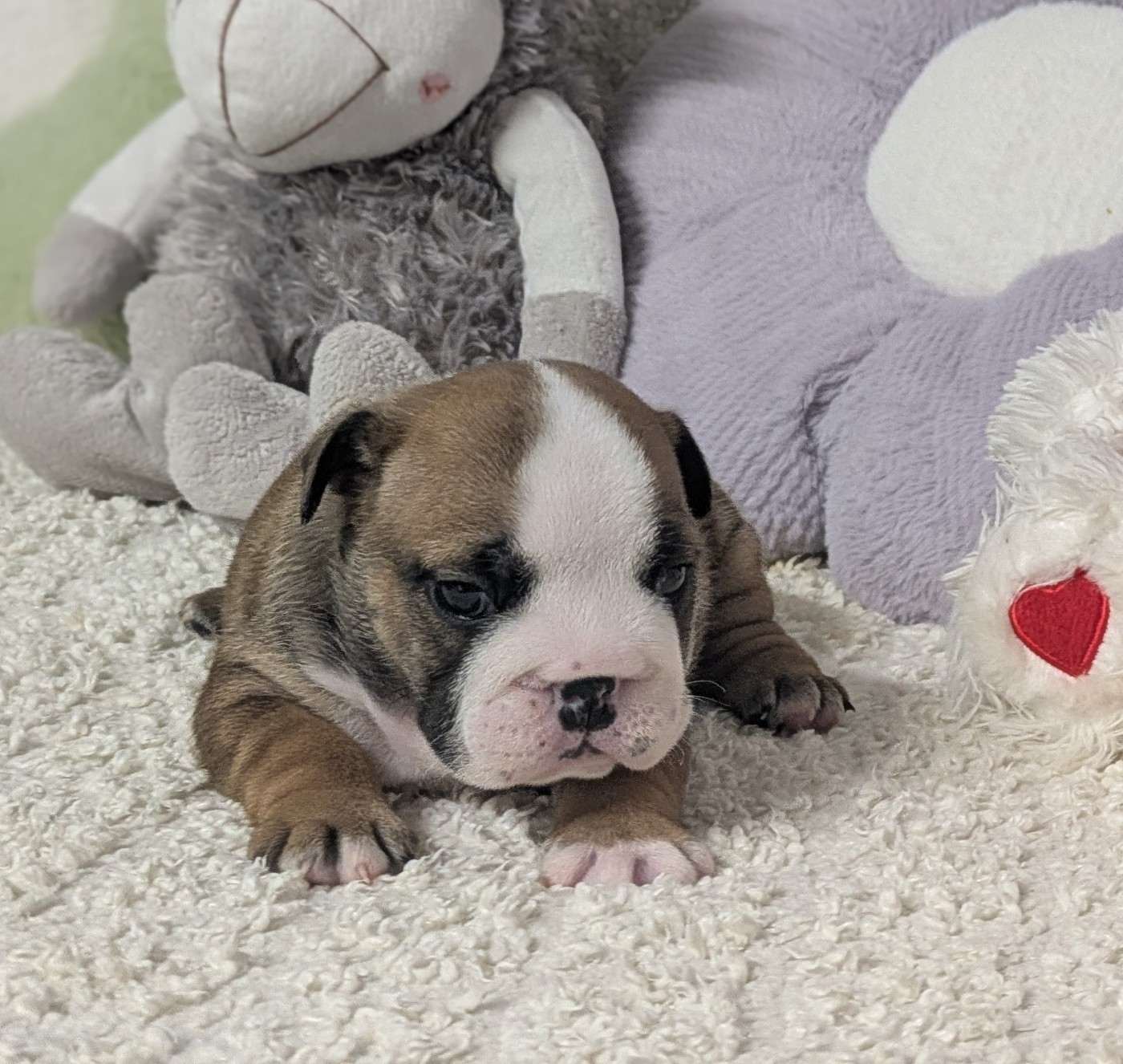 Du Domaine De Lilounaka - Chiots disponibles - Bulldog Anglais