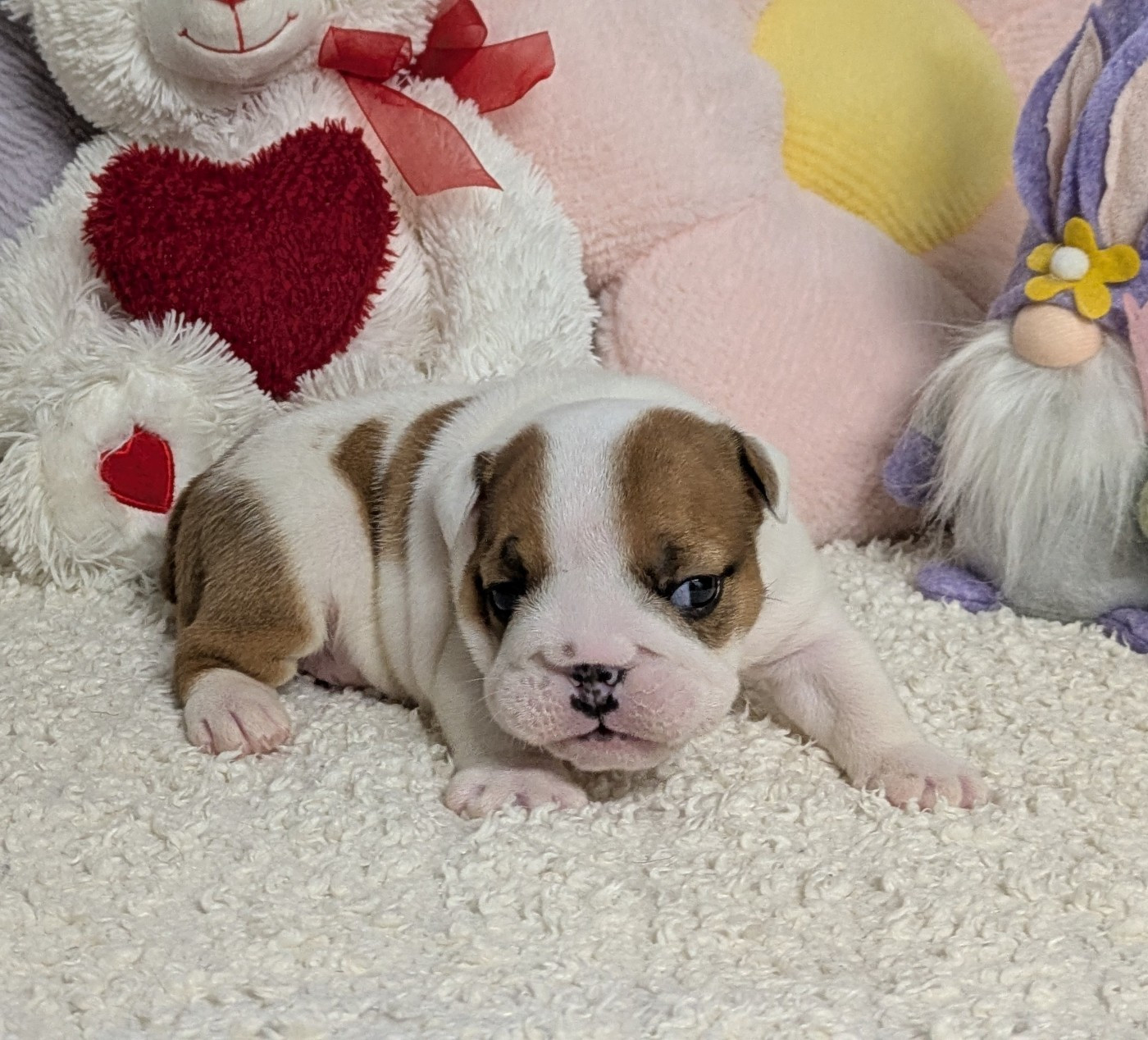 Du Domaine De Lilounaka - Chiots disponibles - Bulldog Anglais