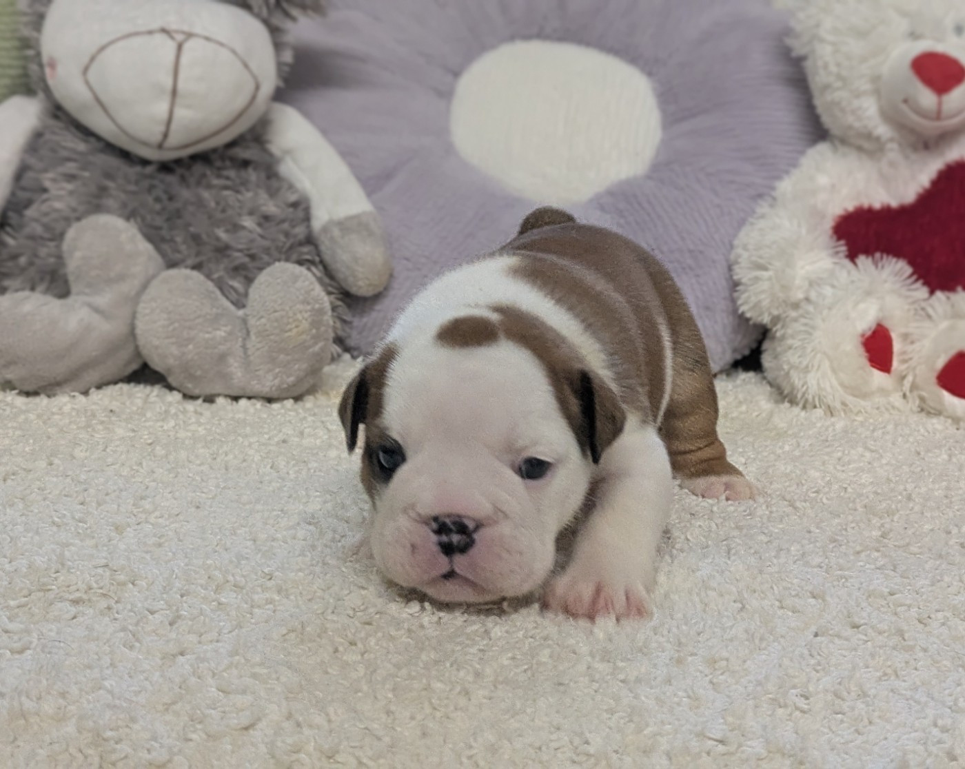 Du Domaine De Lilounaka - Chiots disponibles - Bulldog Anglais