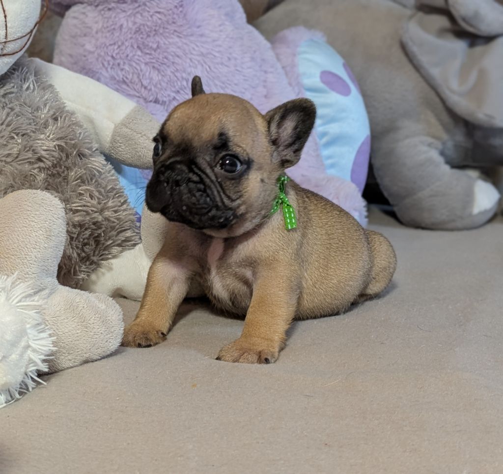 Du Domaine De Lilounaka - Chiots disponibles - Bouledogue français