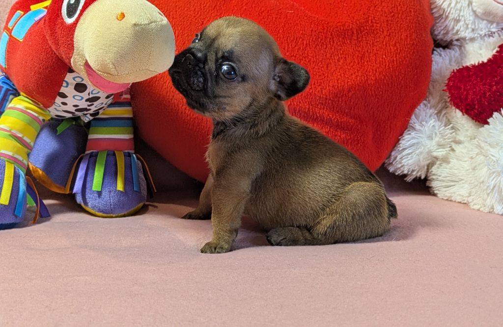 Du Domaine De Lilounaka - Chiots disponibles - Bouledogue français