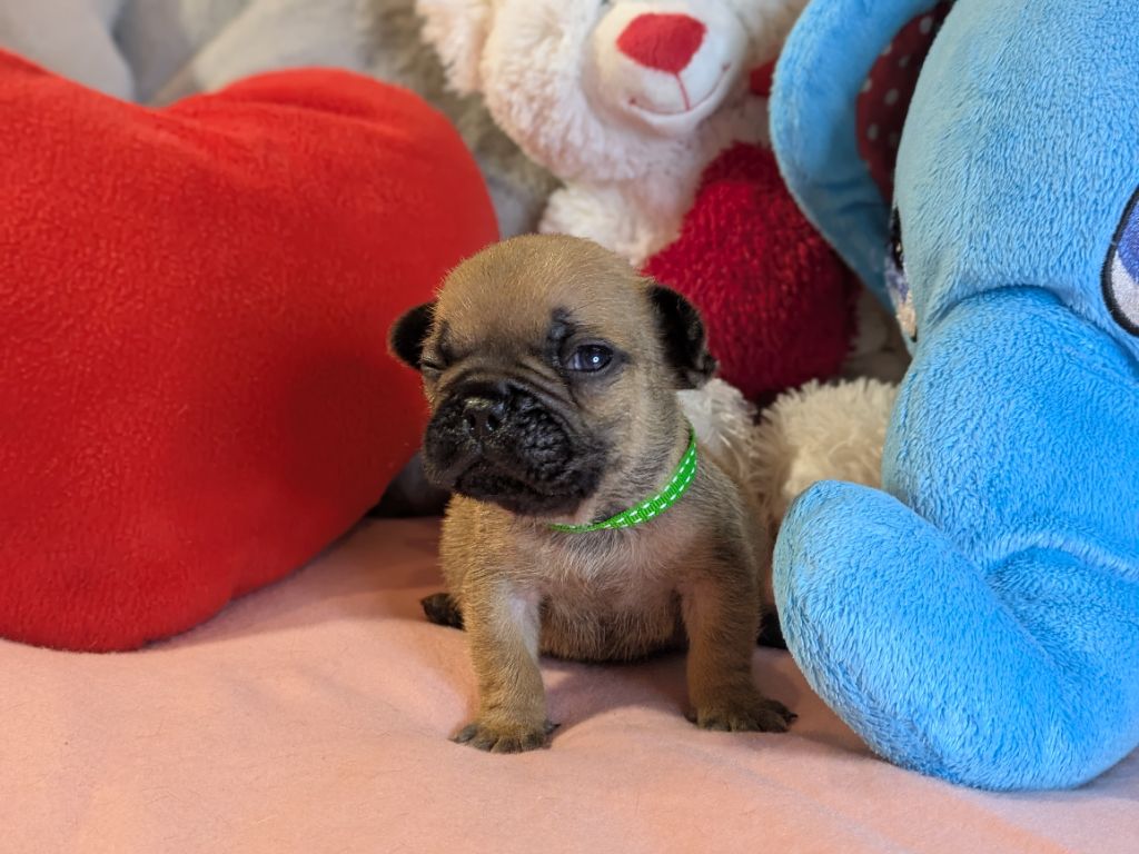 Du Domaine De Lilounaka - Chiots disponibles - Bouledogue français