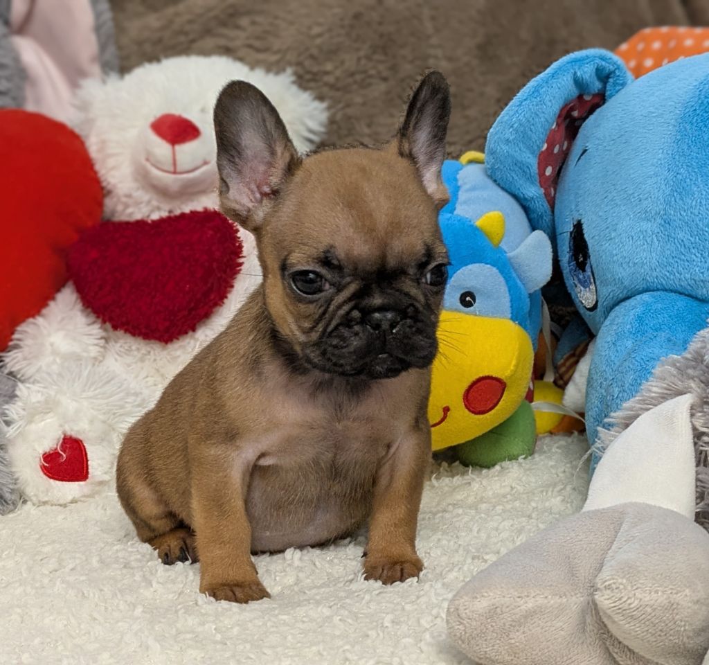 Du Domaine De Lilounaka - Chiots disponibles - Bouledogue français