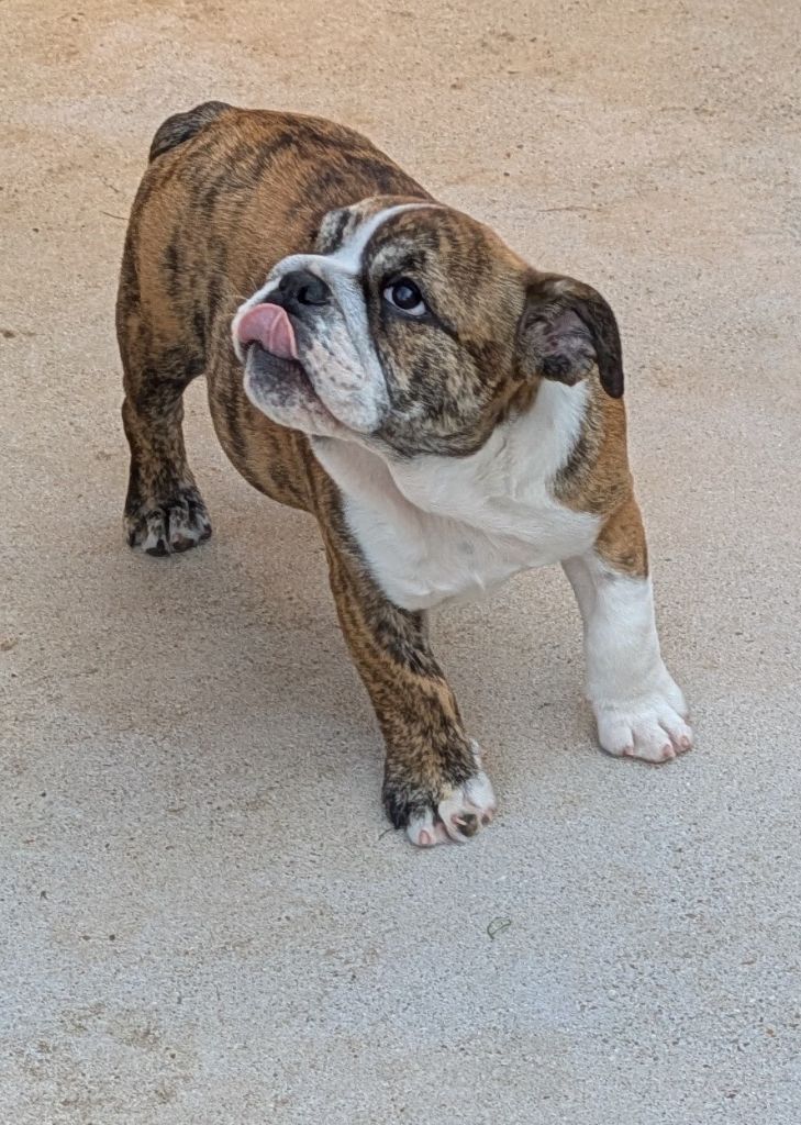 Du Domaine De Lilounaka - Chiots disponibles - Bulldog Anglais