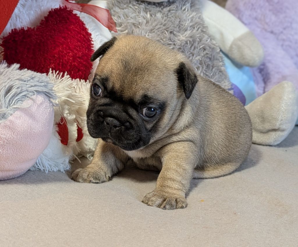 Du Domaine De Lilounaka - Chiots disponibles - Bouledogue français