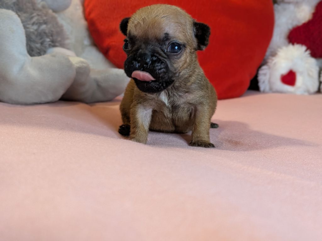 Du Domaine De Lilounaka - Chiots disponibles - Bouledogue français